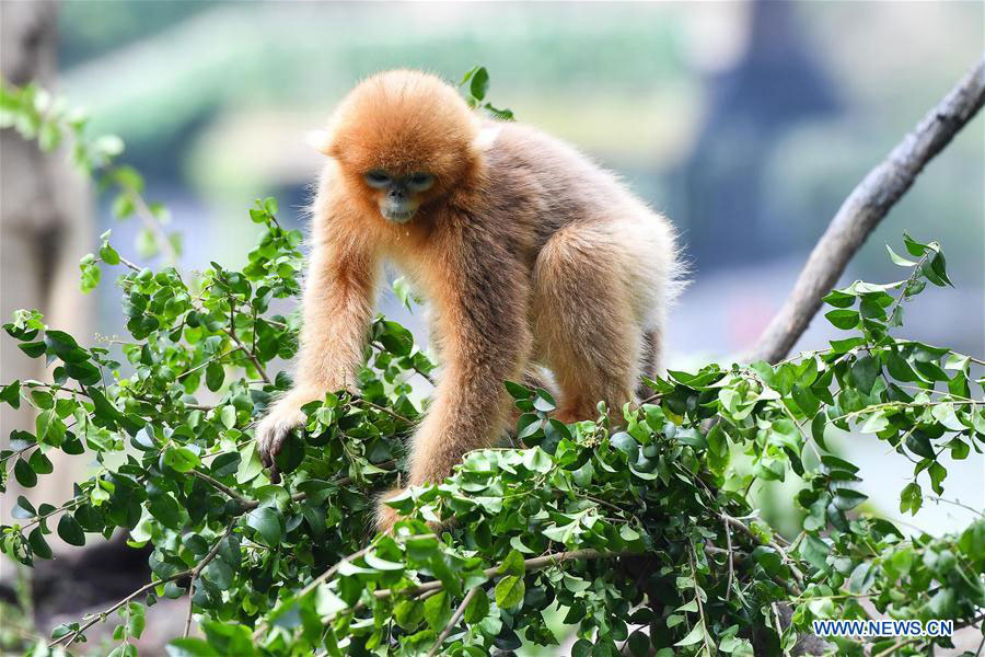 monkey-baby-guangzhou-chimelong-zoo-4.jpg