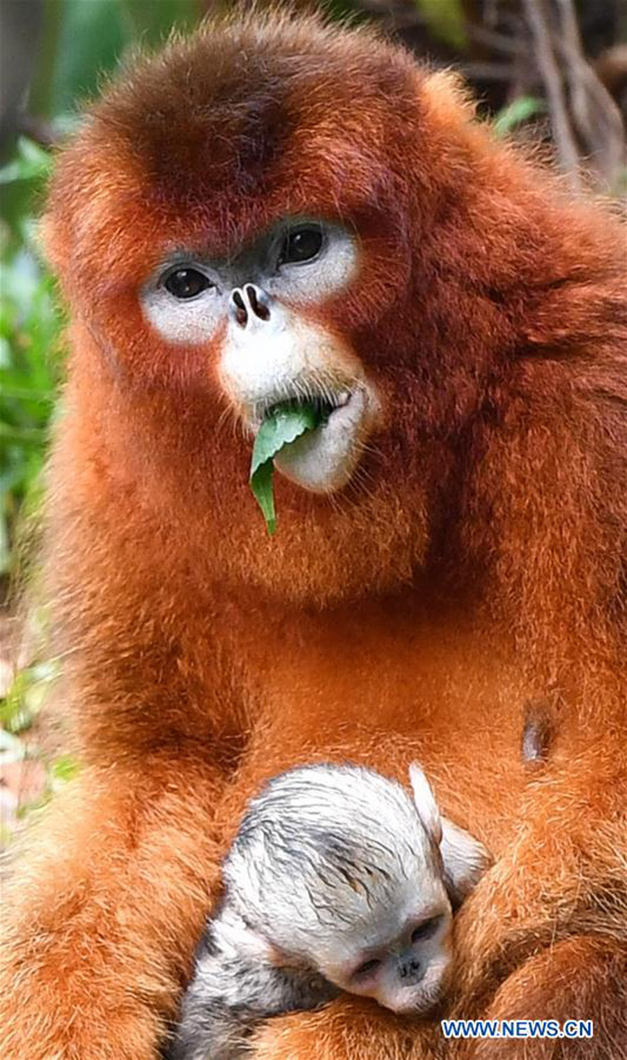 monkey-baby-guangzhou-chimelong-zoo-5.jpg