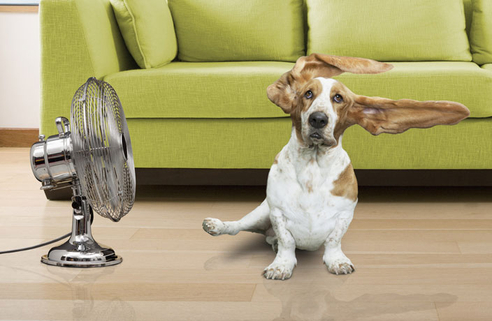 5 Electric Fans for Every Budget