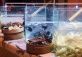 Summer Special for Students: 25% Off Grand Brasserie Dinner Buffet