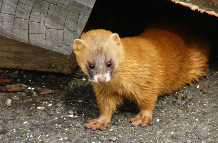 Meet the Siberian Weasel, China's Urban Rat Catcher