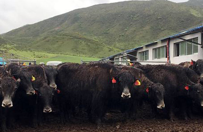 China's First Hornless Yaks Bred in Qinghai
