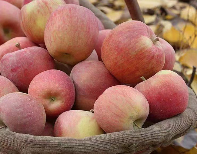 Aksu Sweetheart Apples