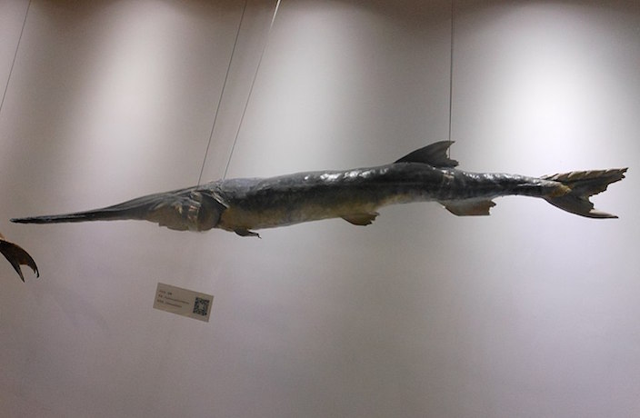 One of the World's Largest Fish, the Chinese Paddlefish, Reported Extinct