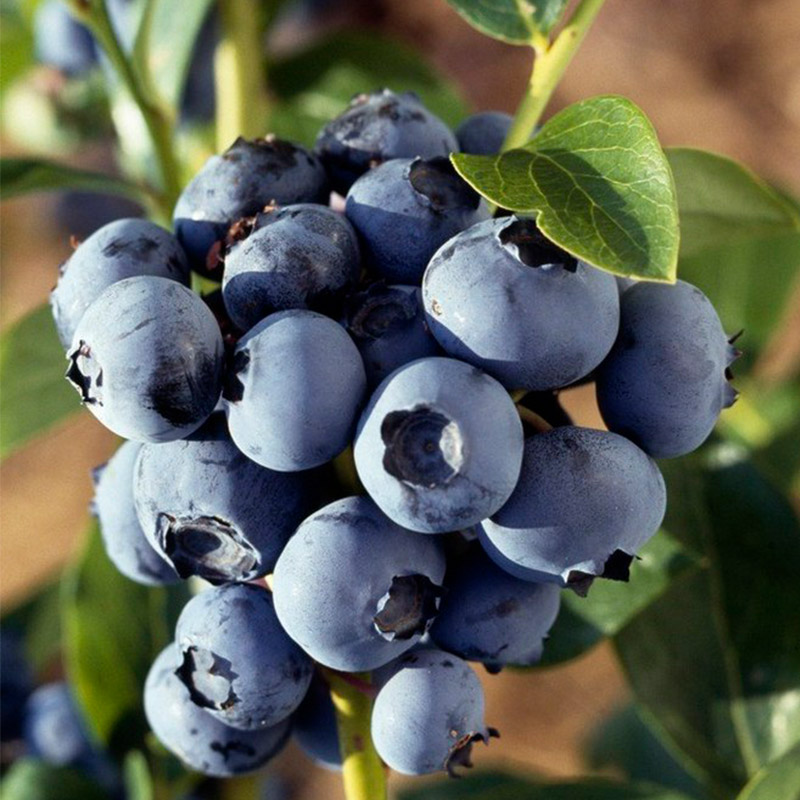 Blueberries