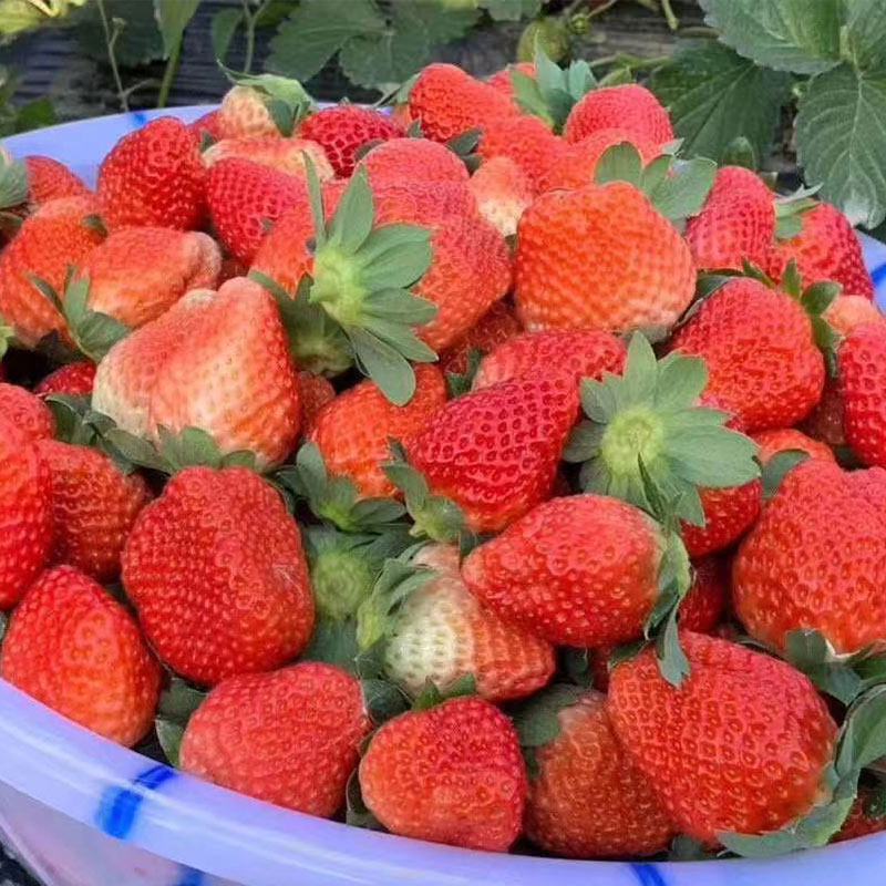 6 Fresh Fruits & Produce You Can Order in Bulk Right Now