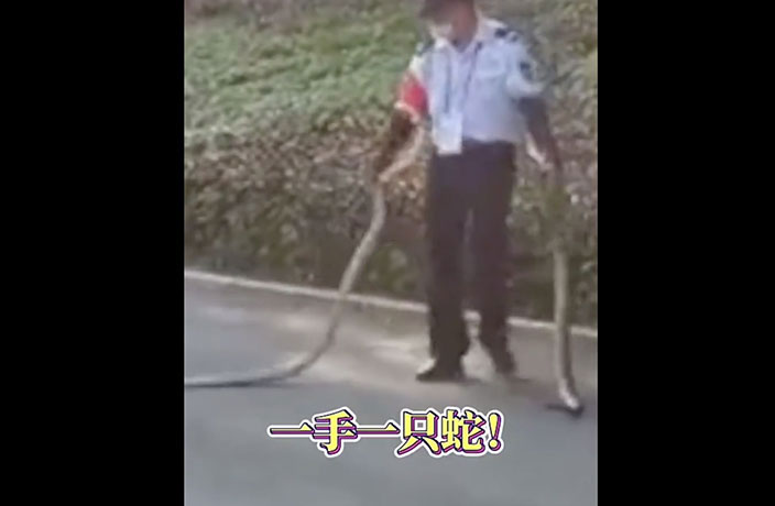 WATCH: 2-Meter Snakes Caught by Bare-Handed Guard in Shenzhen