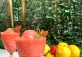 The Opposite House | Al Fresco Season