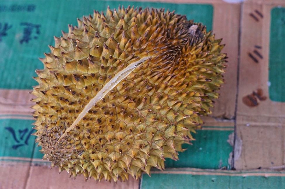 durian.JPG