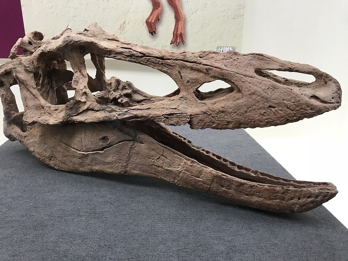 1200px-Qianzhousaurus_skull.jpg