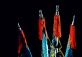 New Chinese Opera: Cooking A Dream