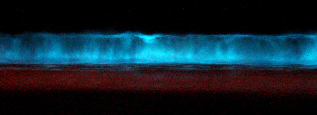 Bioluminescent-dionflagellates.jpeg