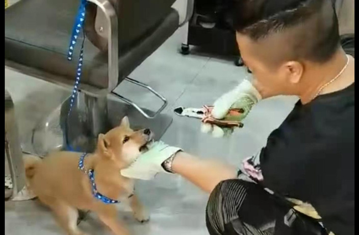 Guangzhou Salon Shop Owner Tortures Dog by Pulling Out Teeth