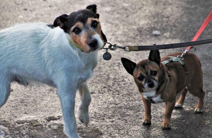 Walking the Dog in China? From May Onwards You Must Use a Leash