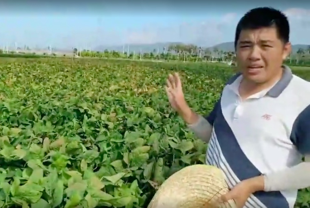 Soybean Success in Sanya Opens Up Research and Business Opportunities