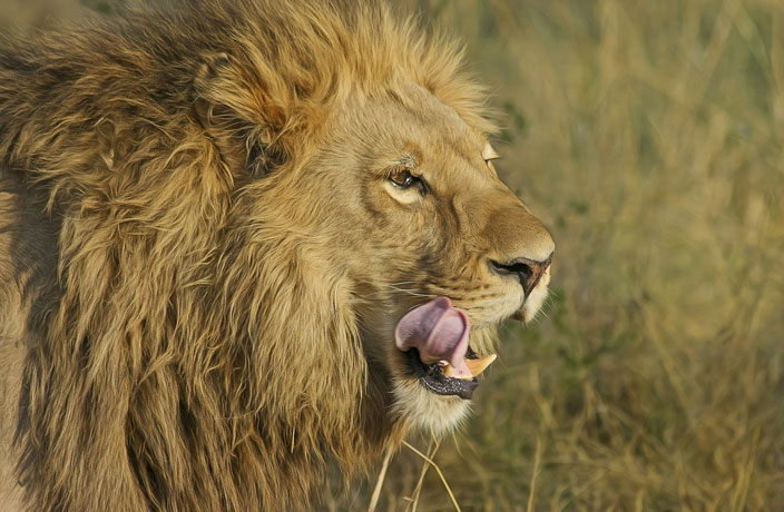 5 Men Busted for Buying and Selling Lion Meat in China