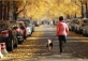 Mindful Walk While Admiring Ginkgo Leaves | Dog Halloween Friendly