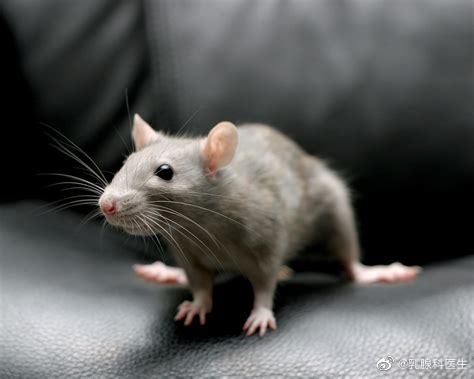 Rats Infect Residents in Shaanxi Province