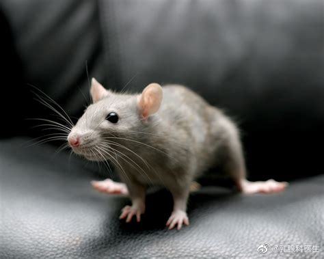 Guangzhou Pet Owners Beware: Rat Poisoning Operation Underway
