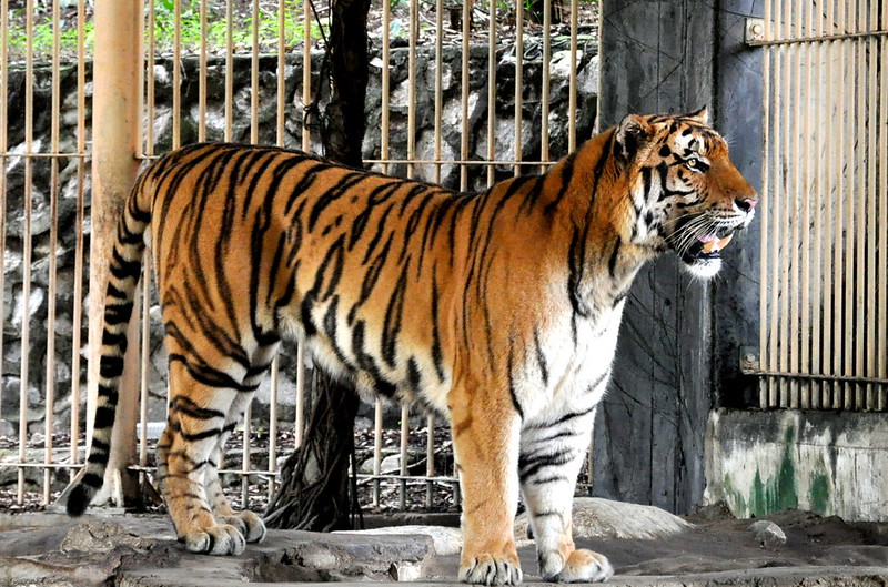 Atoupik on X: For the Chinese Year of the Water Tiger meet the tiger Ura  greeting the new year. the beast can rarely be seen among the mountains as  it shapes the