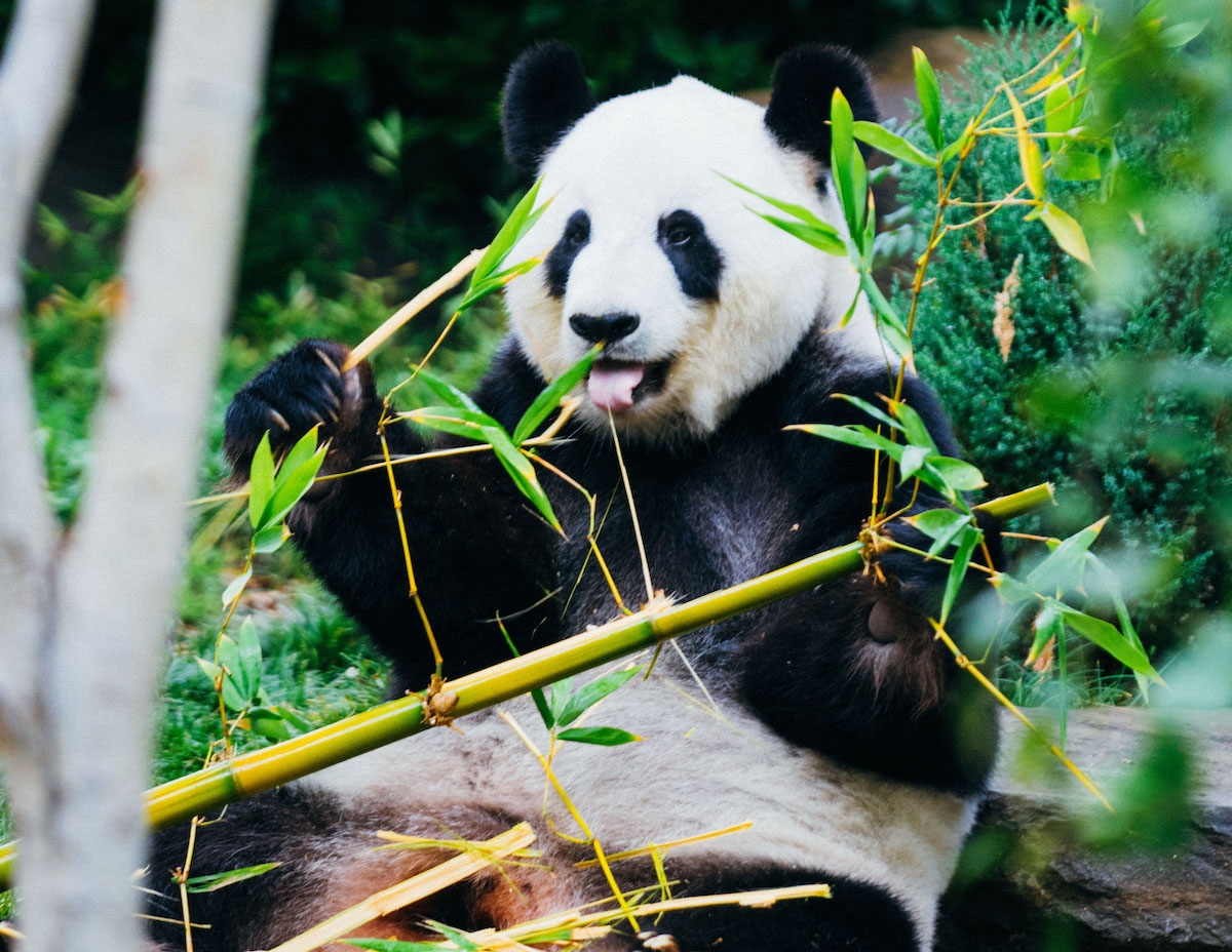 Zoologists Reveal Why Pandas Are So Damn Chubby thumbnail