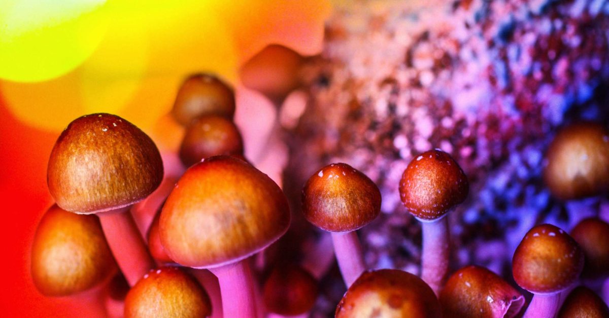 Are Psychedelic Mushrooms the Solution to Treat Depression?