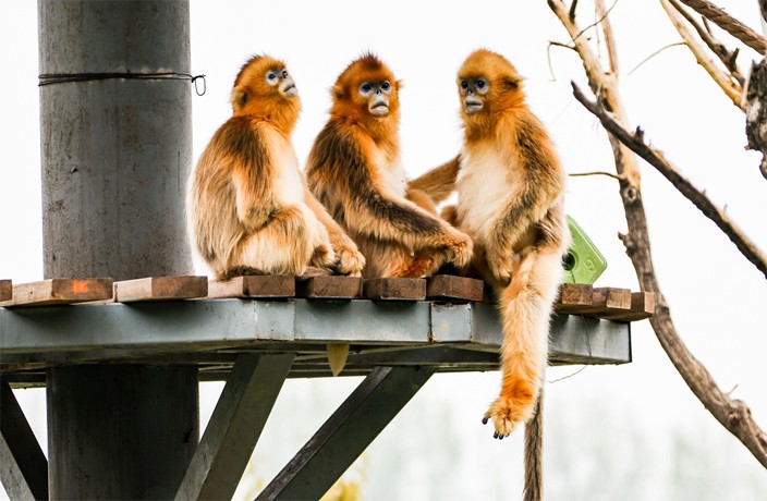 Zoo in Jiangsu Uses Monkey as Make-up Model