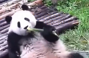 WATCH: Tourists Banned for Life for Feeding Pandas