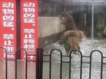 Super Typhoon Haikui Sees Animals Swimming the Streets