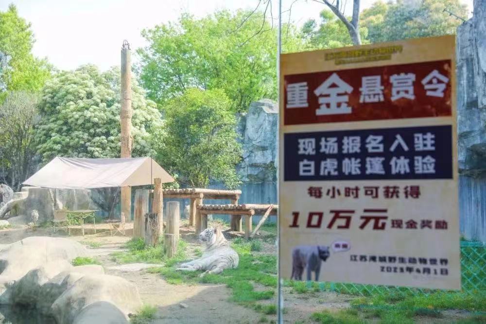 WATCH: Would You Enter a Tiger Enclosure to Win Money?