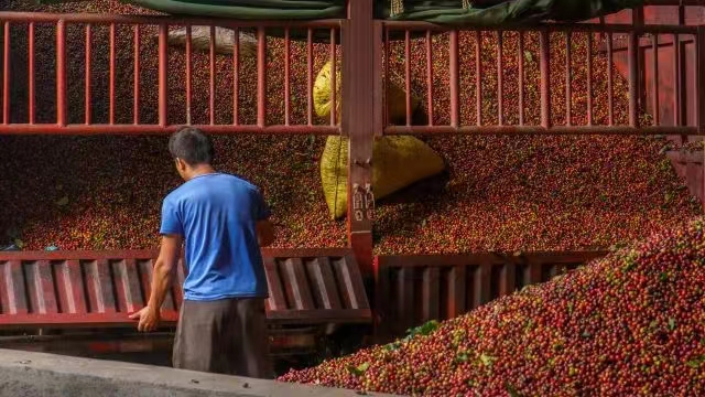 Yunnan-Coffee---03.jpg