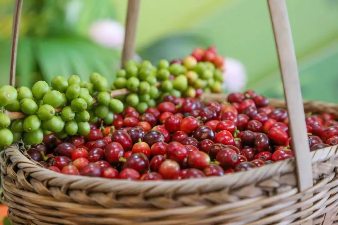 Yunnan-Coffee---05.jpg