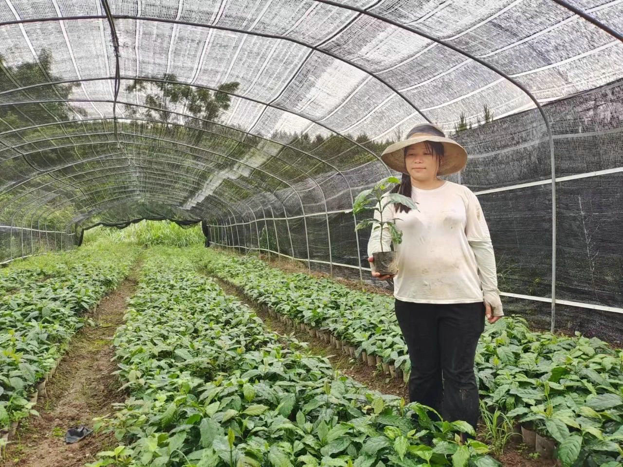 Coffee-Plantation---Baby-Plant.jpg
