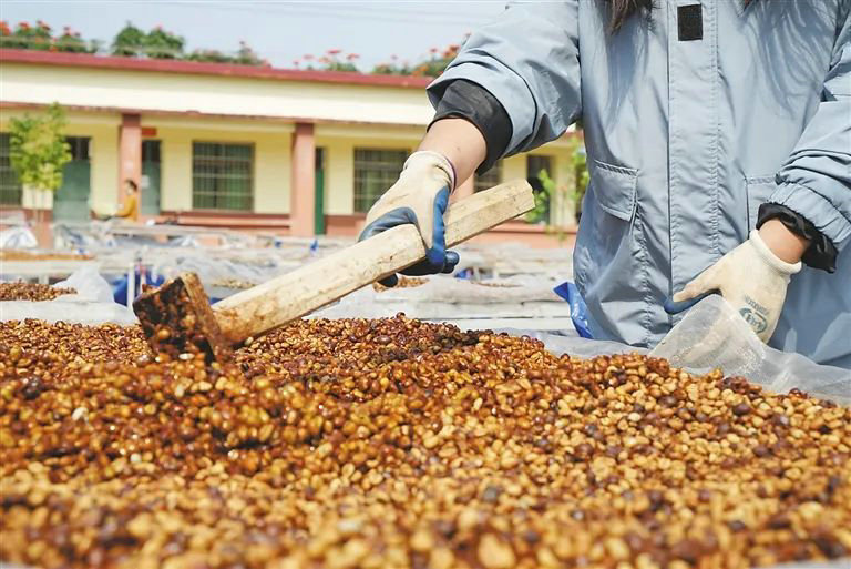 Hainan-Coffee-Beans-02.jpg