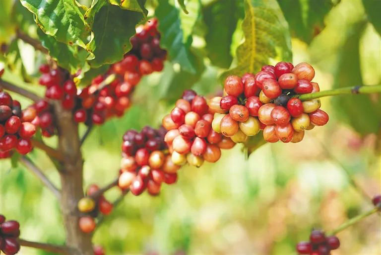 FREE! Hainan Coffee: The Tropical Treasure of the East