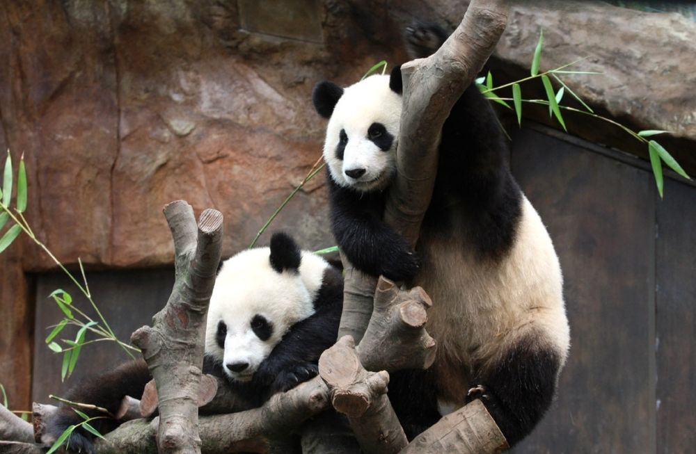 Hong Kong Welcomes Pair of Giant Pandas from Beijing