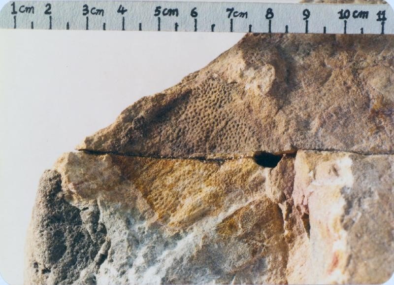 OurChinaStory-HongKong-DinasourFossil9_x1.jpg