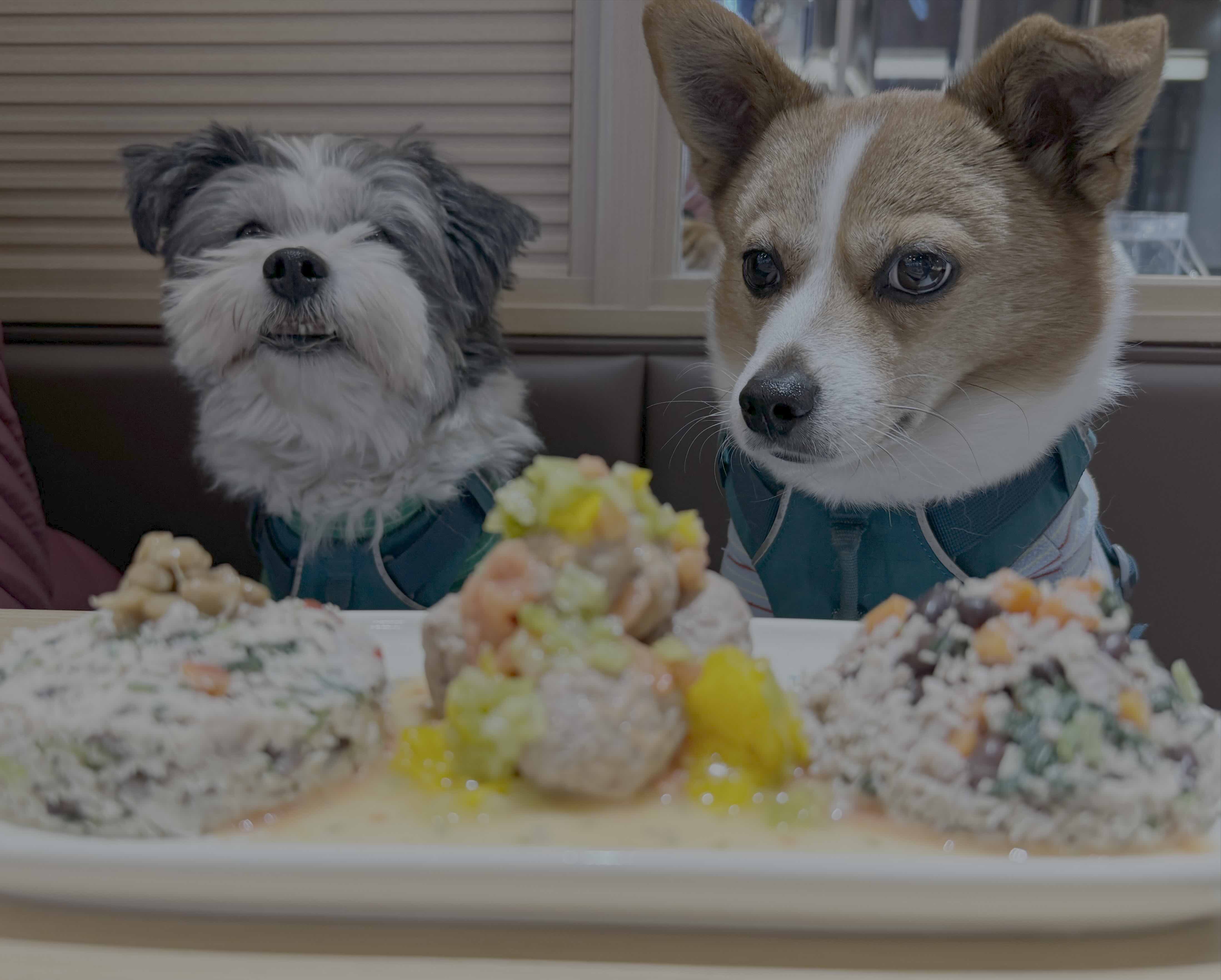 Top 5 Pet-Friendly Places in Beijing for the Winter