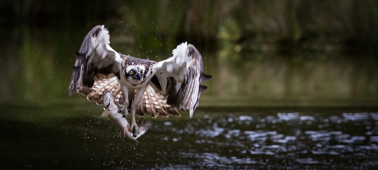 Osprey-catching-fish.jpg
