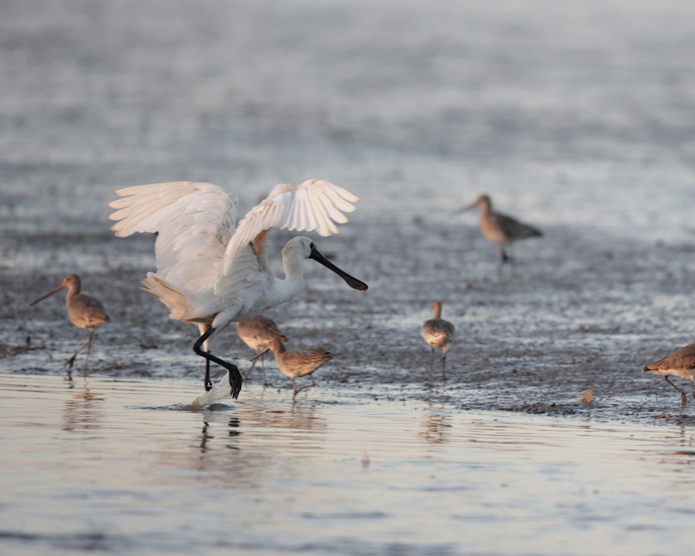 Spoonbill-and-plower.jpg