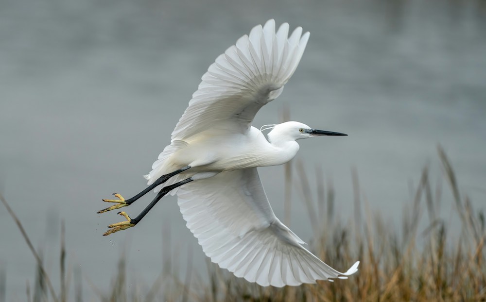 little-egret.jpg