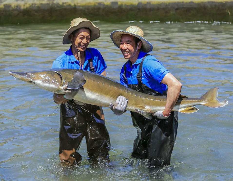 ecoyaan-Chinese-caviar-farmers.jpeg