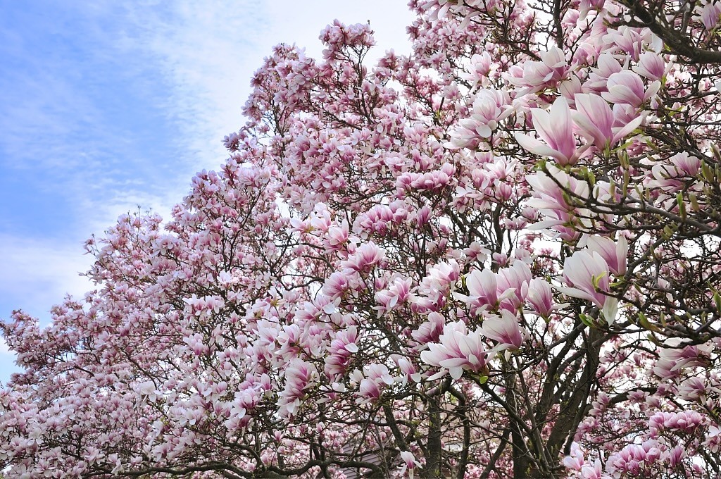 magnolia.jpeg