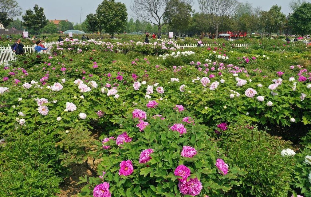peony.jpg