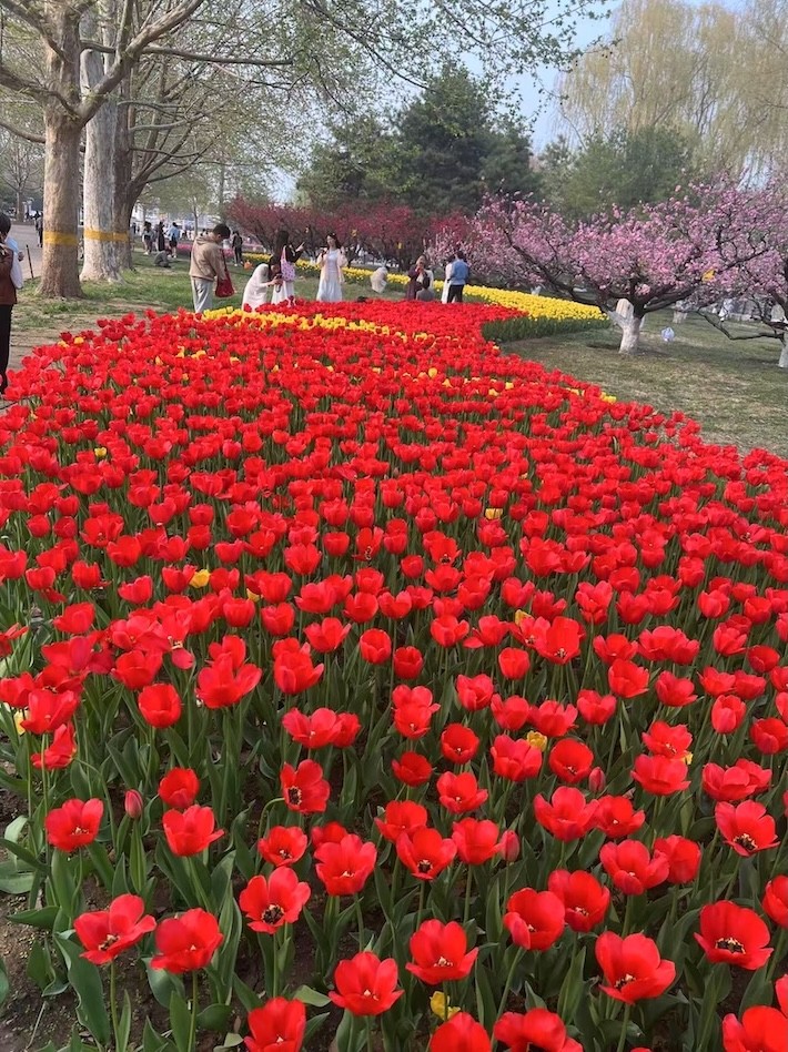tulips.jpg