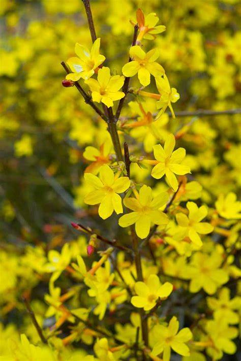winter-jasmine.jpeg