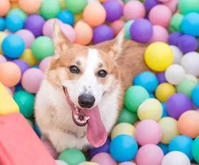 Pet-Games-01.jpg