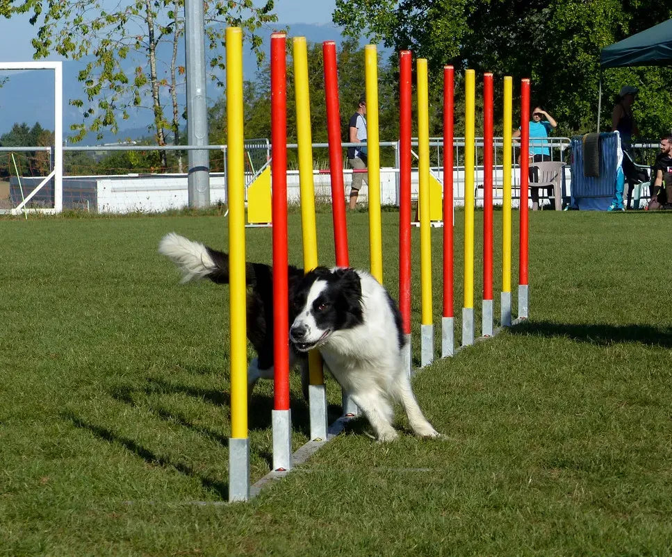 Pet-Games-02.jpg