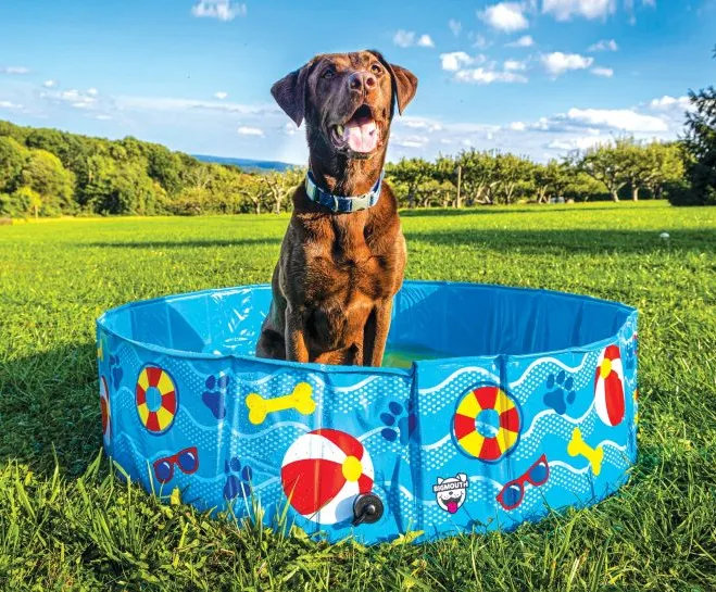Pet-Games-03.jpg