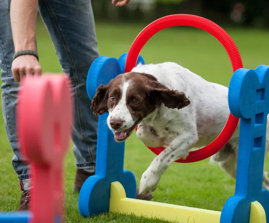 Pet-Games-04.jpg